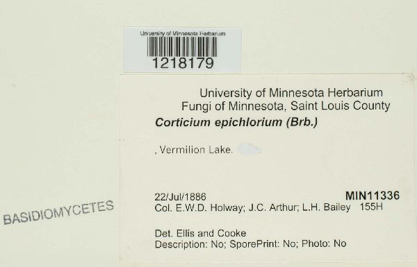 Hymenochaete epichlora image