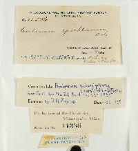 Hymenochaete epichlora image