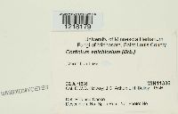 Media resource of Corticium epichlorum