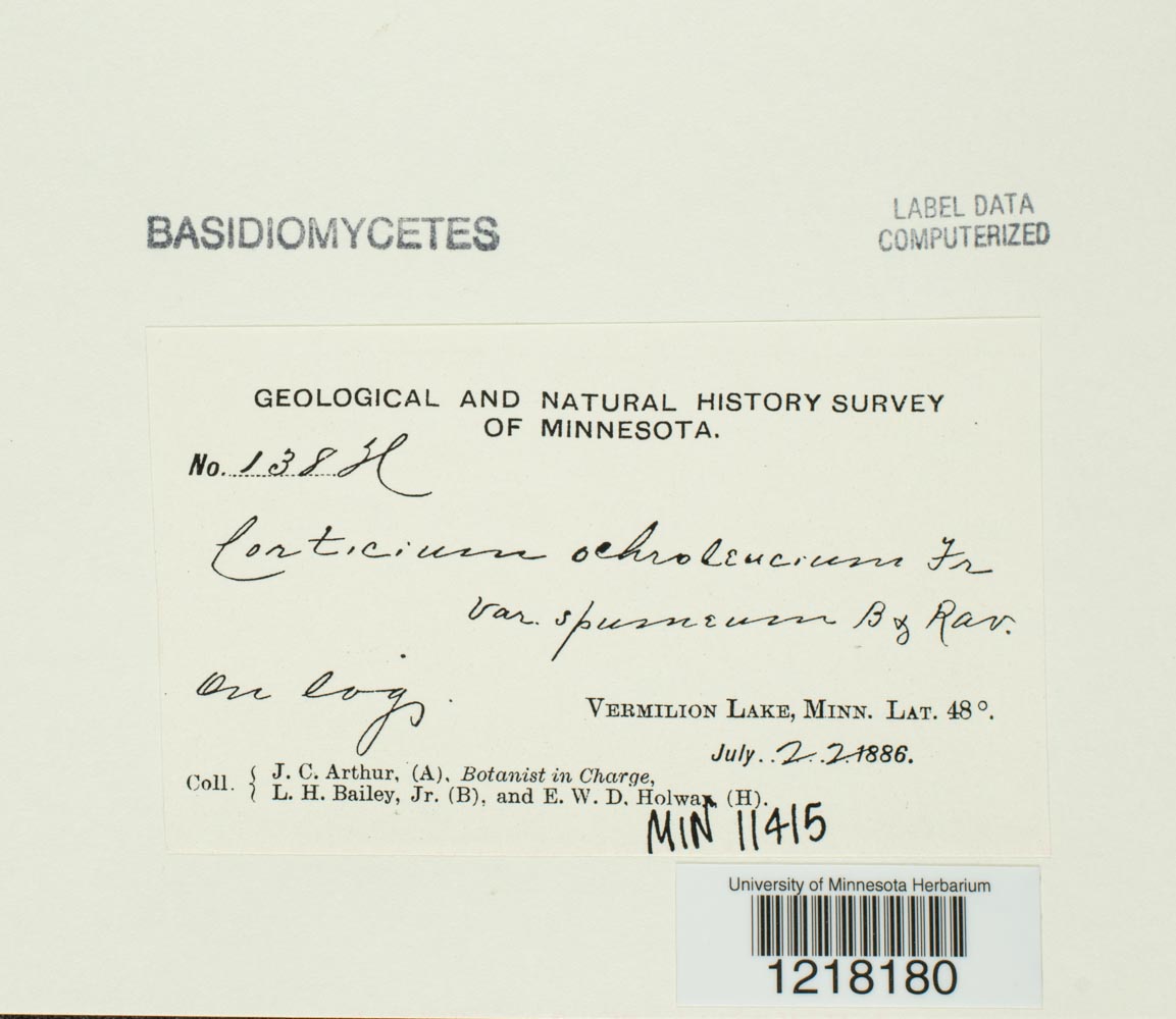 Corticium ochroleucum var. spumeum image