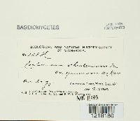 Corticium ochroleucum image