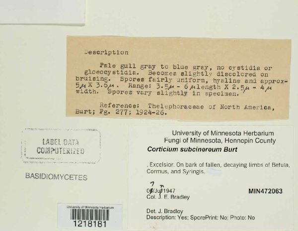 Corticium subcinereum image