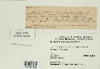 Corticium subcinereum image