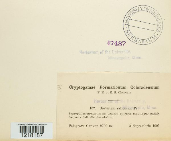 Cytidia salicina image