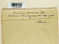 Peniophora cinerea image