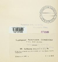 Cortinarius cinnamomeus image