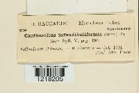 Craterellus tubaeformis image