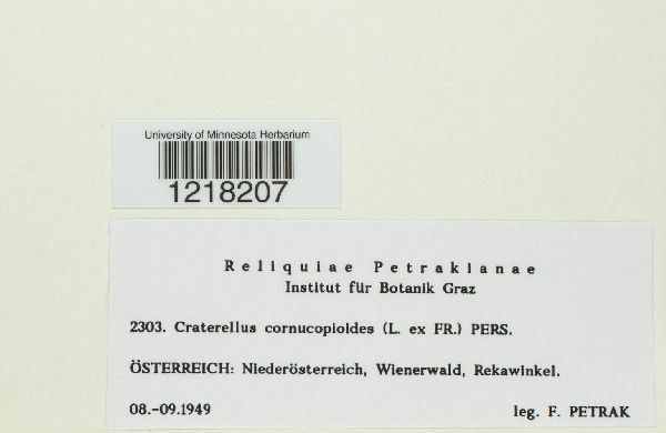 Craterellus cornucopioides image