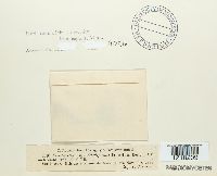 Craterellus tubaeformis image