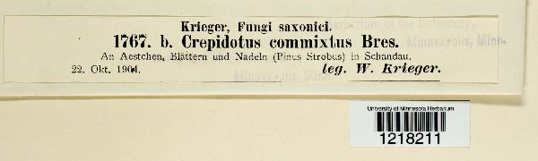 Crepidotus epibryus image