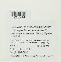 Cronartium quercuum image