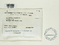 Crucibulum laeve image