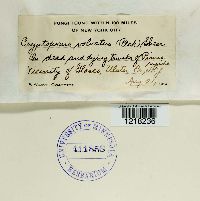 Cryptoporus volvatus image