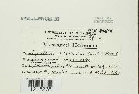 Cyathus striatus image