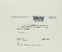 Cyathus striatus image