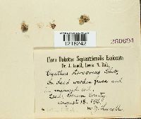 Cyathus stercoreus image