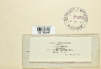 Cyathus stercoreus image