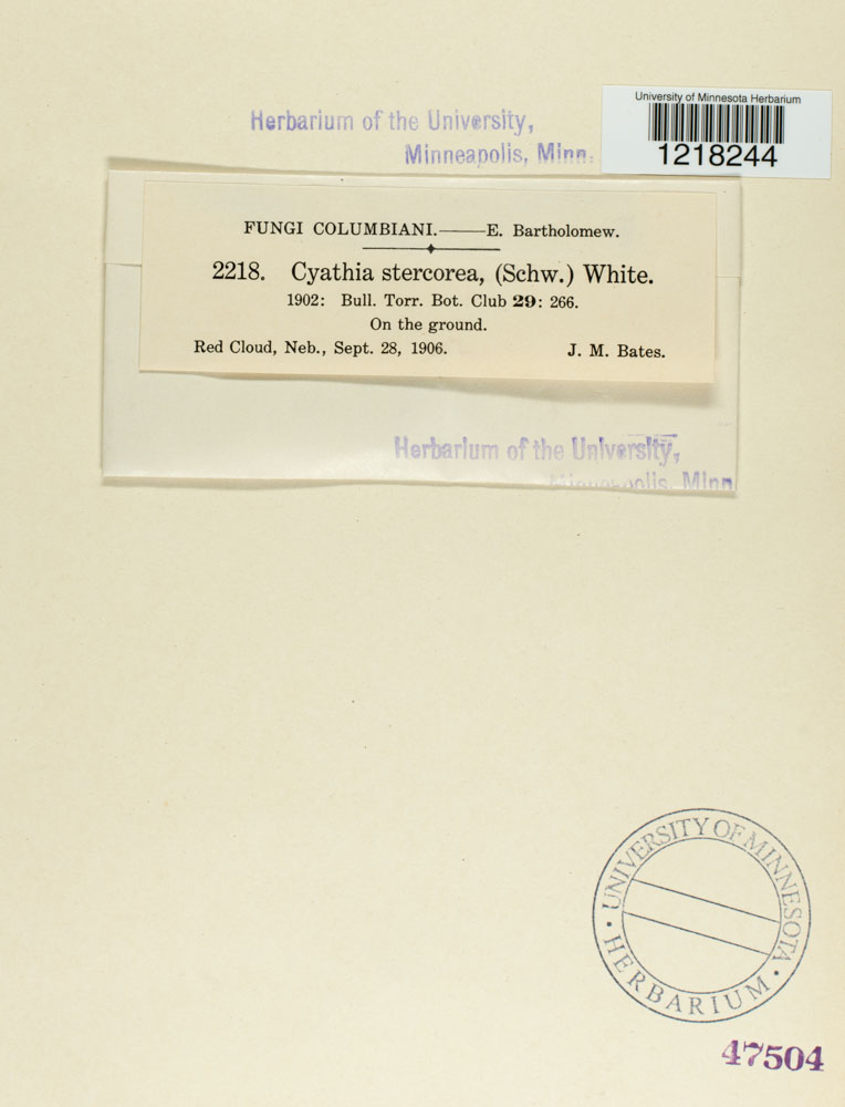 Cyathus stercoreus image