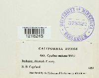 Cyathus striatus image