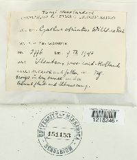 Cyathus striatus image