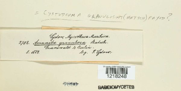 Cystodermella granulosa image