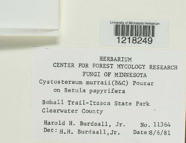 Cystostereaceae image