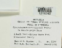 Media resource of Cystostereum murrayi