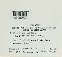 Cystostereum murrayi image