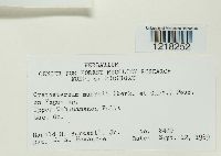 Cystostereum murrayi image