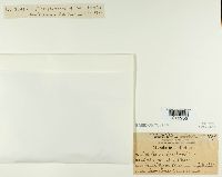 Cytidia salicina image