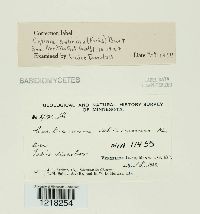 Cytidia salicina image