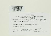 Dacryopinax elegans image