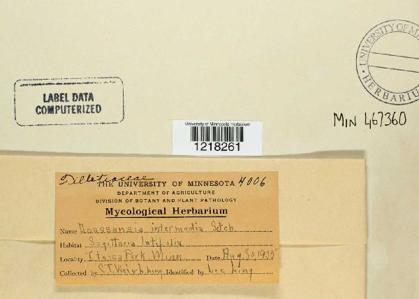 Doassansiopsis intermedia image