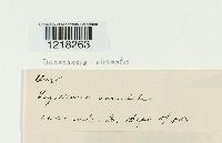 Doassansia alismatis image