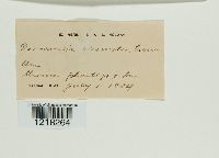 Doassansia alismatis image