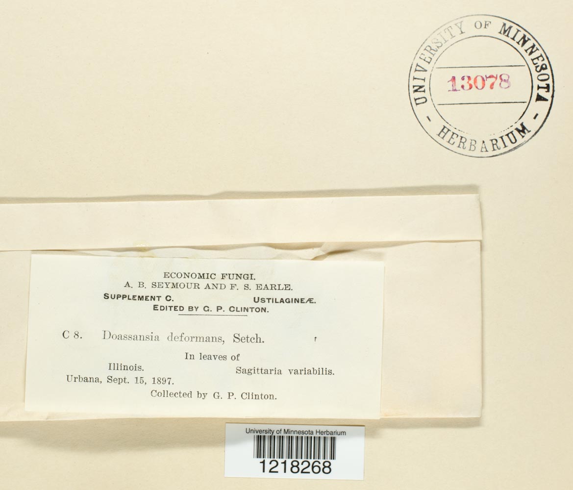 Doassansiopsis deformans image