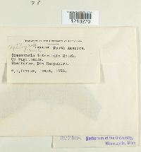 Doassansiopsis intermedia image