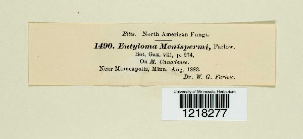 Entyloma menispermi image