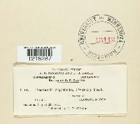 Doassansia sagittariae image