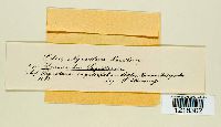 Doassansia sagittariae image