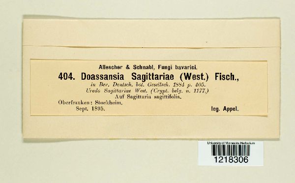 Doassansia sagittariae image