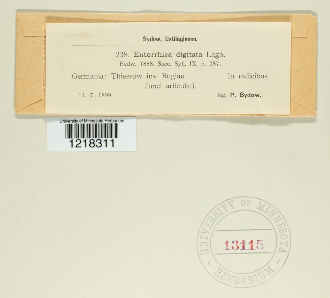 Entorrhiza digitata image