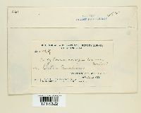 Entyloma compositarum image