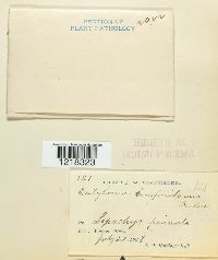 Entyloma compositarum image