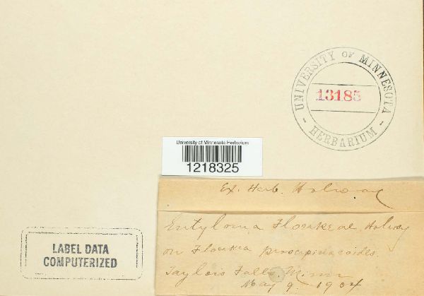 Entyloma floerkeae image