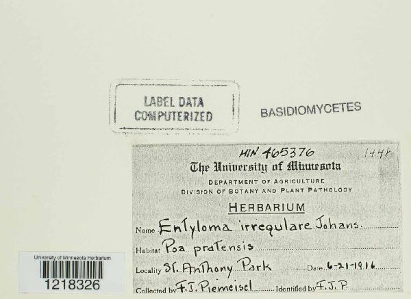 Entyloma irregulare image
