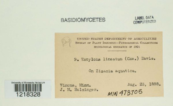 Eballistra lineata image