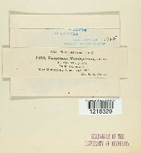 Entyloma menispermi image