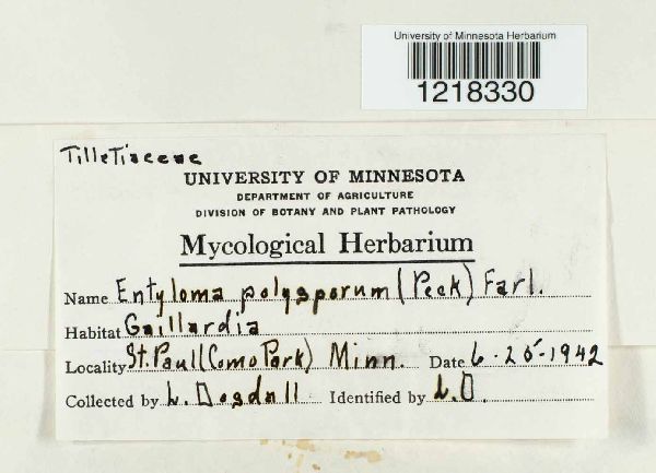 Entyloma polysporum image