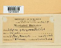 Entyloma polysporum image